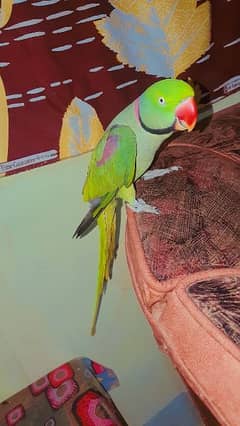 male raw parrot