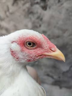 Heera Female, Lakha Pair, Turkish Hint