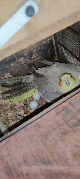 Cockatiel Parrots setup 1