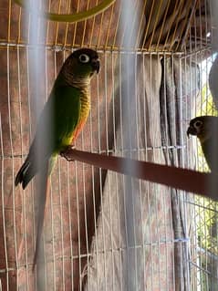 conure breeder pair 0