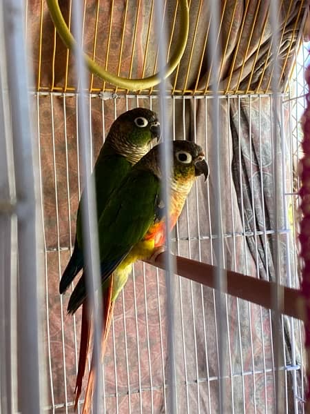 conure breeder pair 1