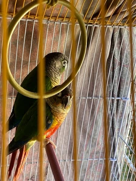 conure breeder pair 2