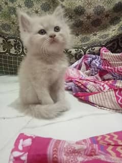 Persian kittens 4