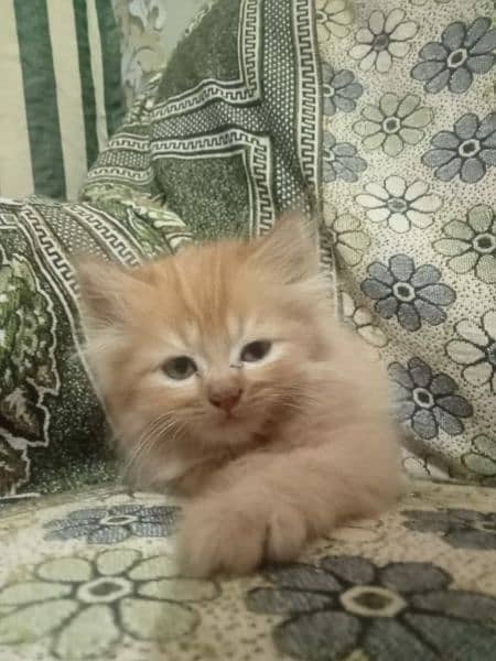 Persian kittens 4 8