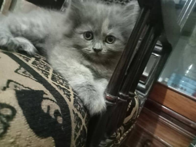 Persian kittens 4 9