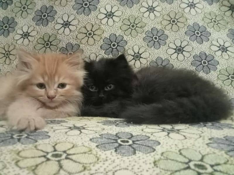 Persian kittens 4 11