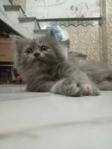 Persian kittens 4 13