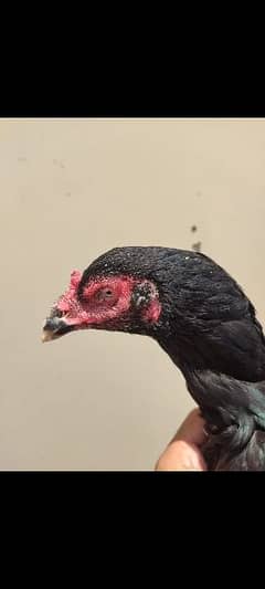 Quality aseel hen for sale