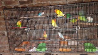 love birds 4 sale breeder pair