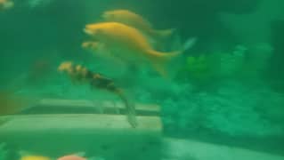 full healthy japenese koi highfin pair active (4cm) can grow up to54cm