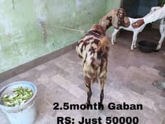 Desi Bakri Full Body Weight 50+