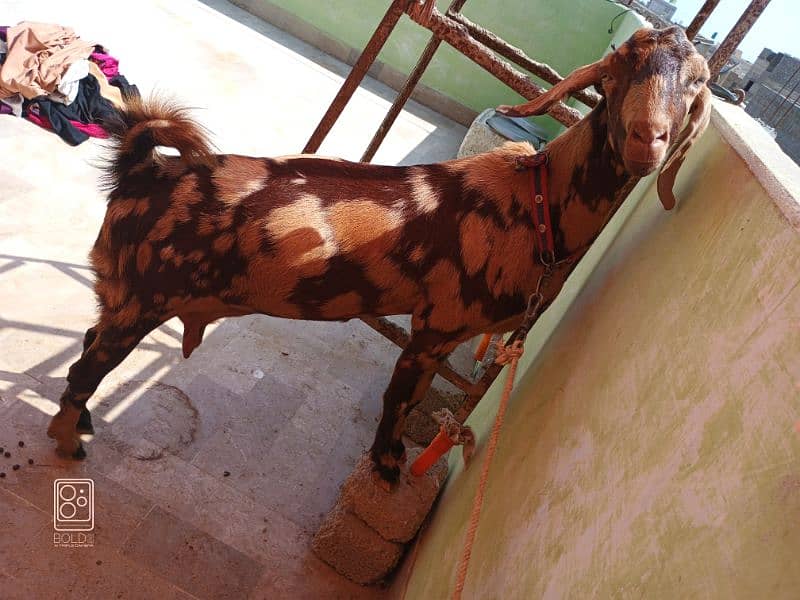 Desi Bakri Full Body Weight 50+ 5