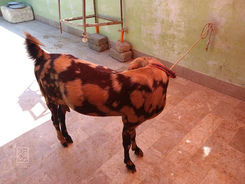 Desi Bakri Full Body Weight 50+ 8