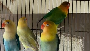 some adult love birds for sale 0