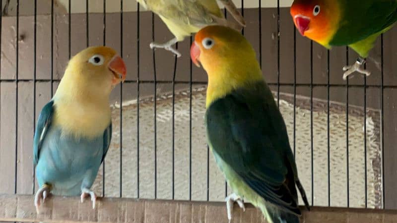 some adult love birds for sale 1