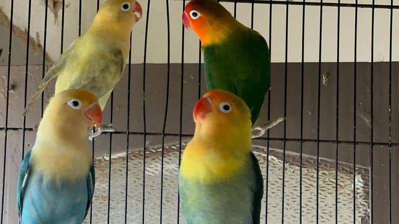 some adult love birds for sale 2