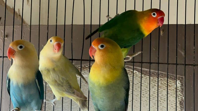 some adult love birds for sale 3