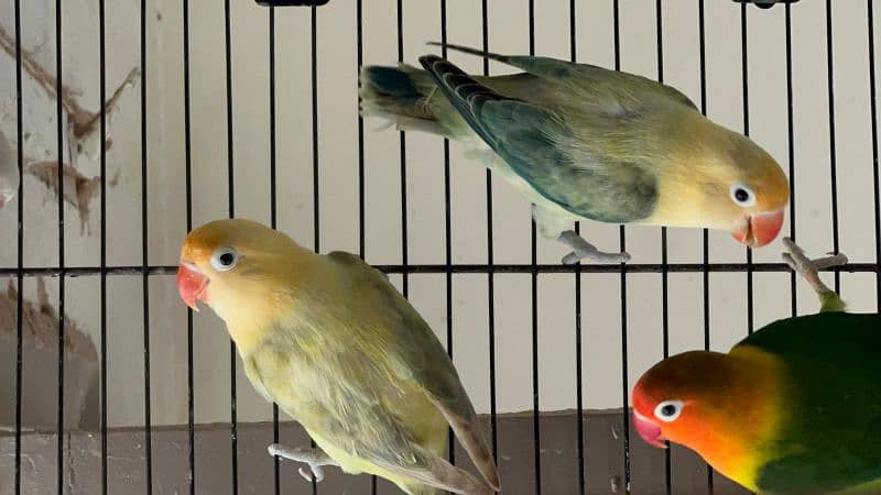 some adult love birds for sale 7