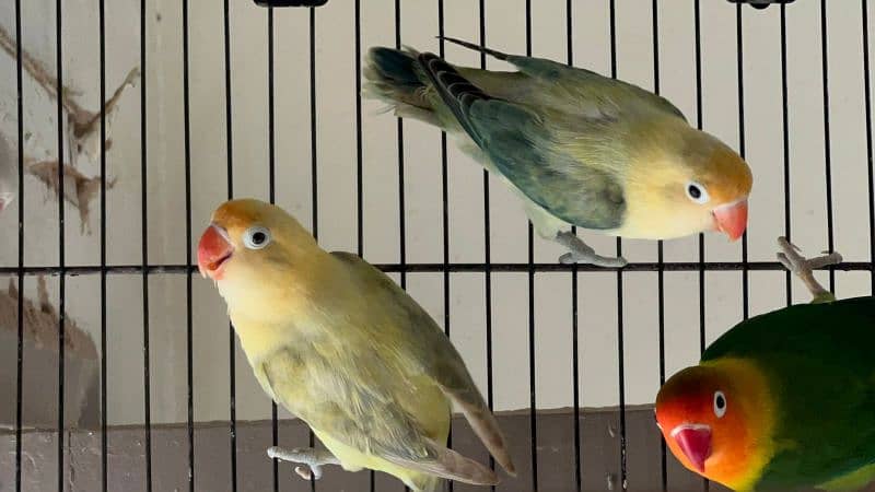 some adult love birds for sale 8