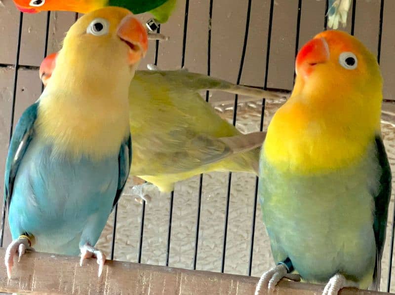 some adult love birds for sale 9