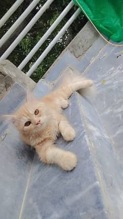 active persian cat