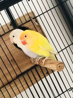 Lovebirds,Fisher,Albino