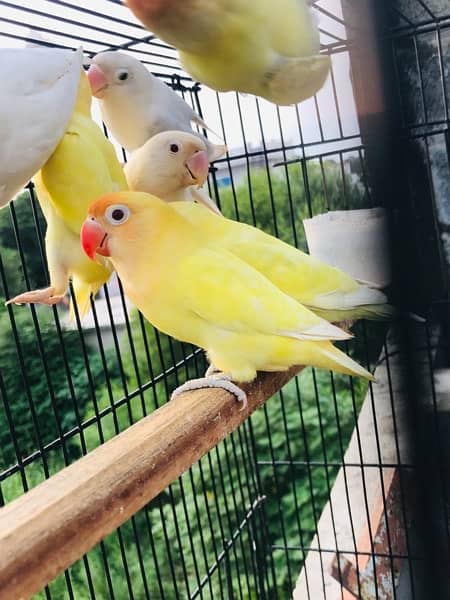 Lovebirds,Fisher,Albino 1