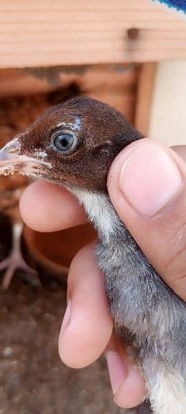 Aseel Chicks with hen / salethi jawi murgi 1