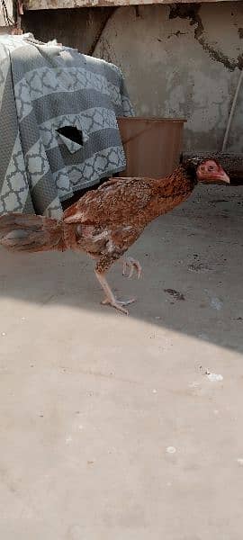 Aseel Chicks with hen / salethi jawi murgi 9