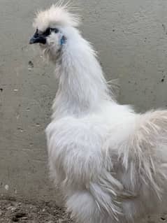 White Silkie Male