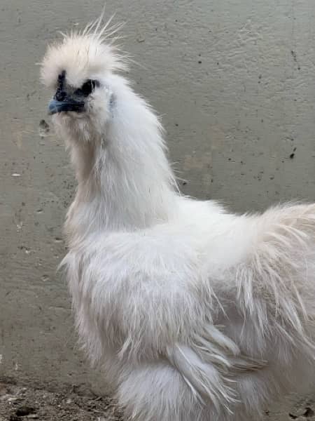 White Silkie Male 1