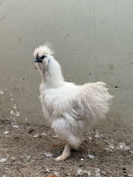 White Silkie Male 2