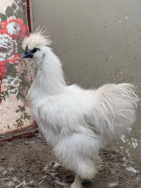 White Silkie Male 3