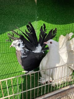 American Laka yellow & black white pairs