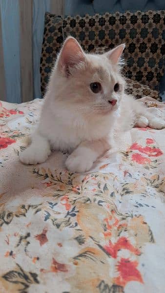 Fawn colour persian female kitten 1