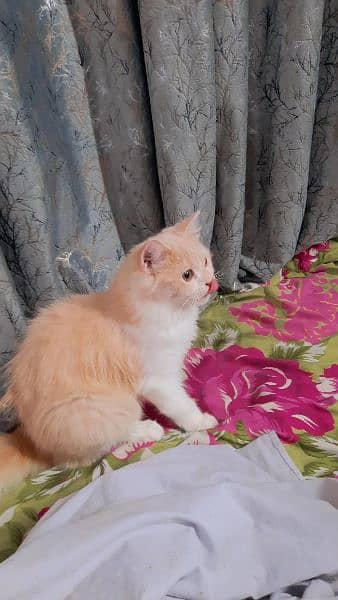 Fawn colour persian female kitten 4