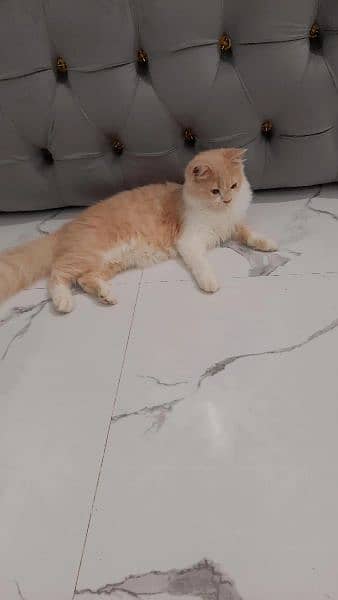 Fawn colour persian female kitten 6