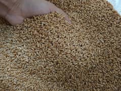 Wheat Fine quality (Gandum) Rs. 2800 per 40 Kg