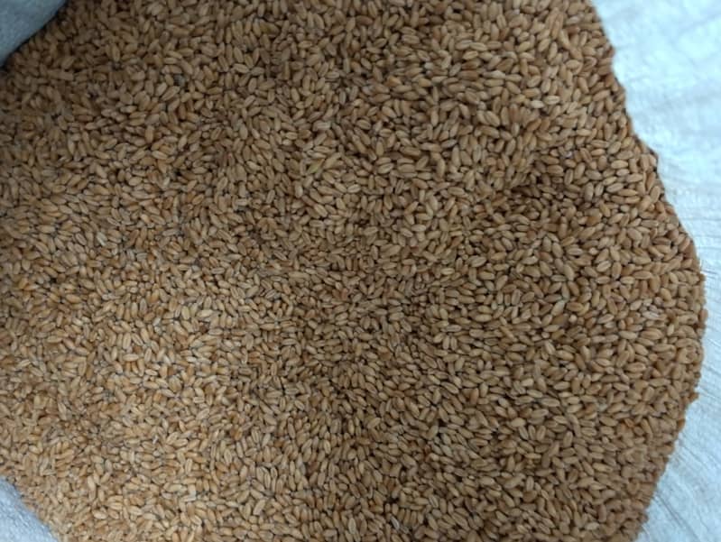 Wheat Fine quality (Gandum) Rs. 2800 per 40 Kg 1