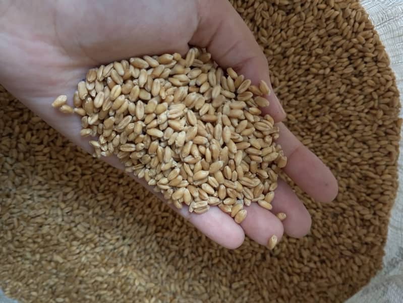 Wheat Fine quality (Gandum) Rs. 2800 per 40 Kg 2