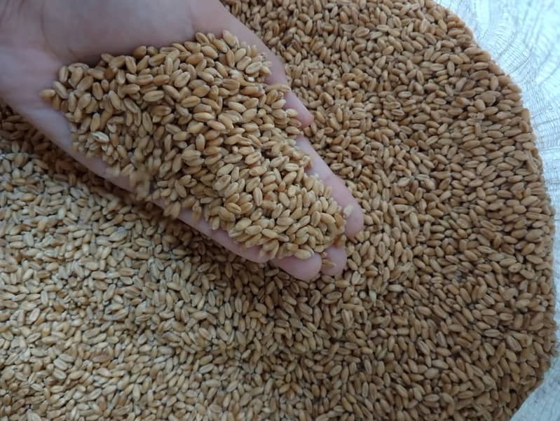 Wheat Fine quality (Gandum) Rs. 3000 per 40 Kg 3