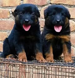 German Shepherd long coat male female pair BROWN BLACK 0