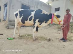 Dutch Friesian cow. . American frizan cow. .