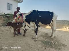 Dutch Friesian cow. . (15 kg)American frizan cow. .