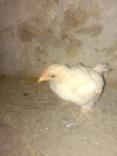 Bentum Chicks and Heavey buff Fee male 0