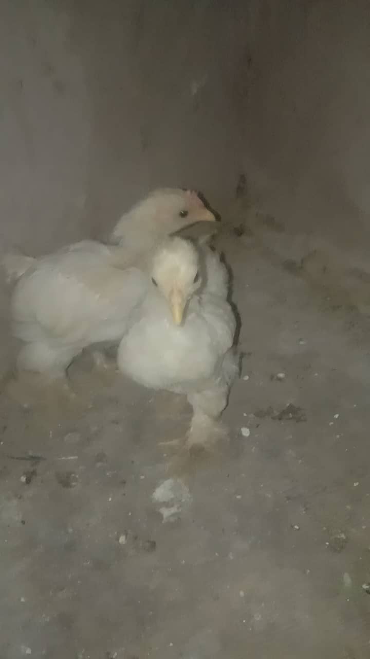 Bentum Chicks and Heavey buff Fee male 1