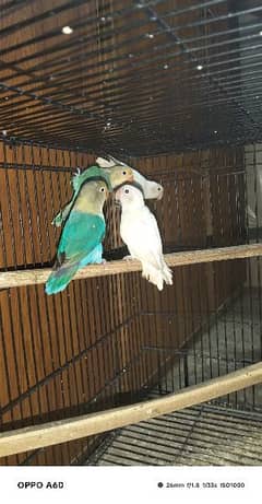 6th month age Hy 2 breeding pair hn