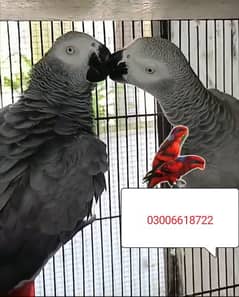 congo african grey pair