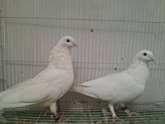 Pigeon for sale Faisalabad