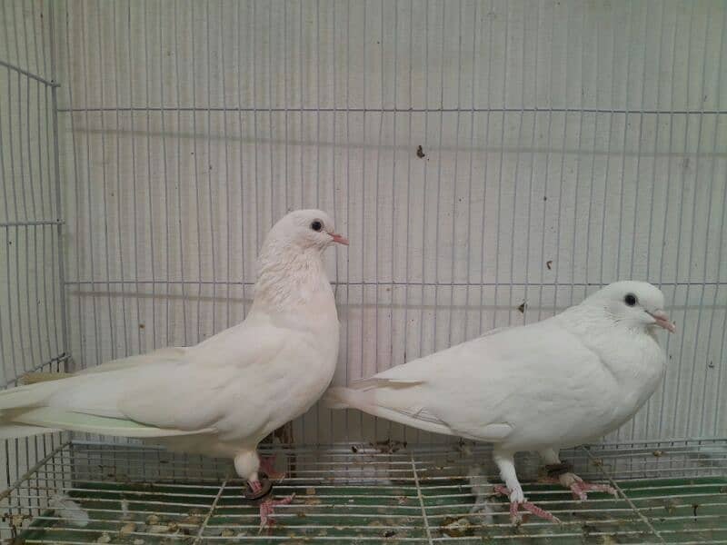 Pigeon for sale Faisalabad 1